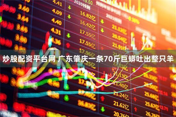 炒股配资平台网 广东肇庆一条70斤巨蟒吐出整只羊